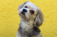 300 superhero inspired dog names