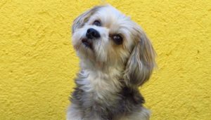 300 superhero inspired dog names