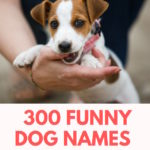 300 Funny Dog Names