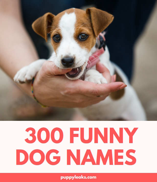 300 Funny Dog Names