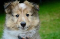 500 Historical Dog Names