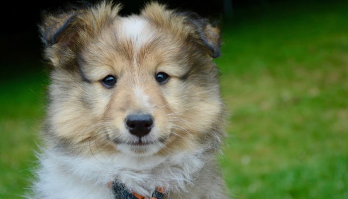 500 History Inspired Dog Names