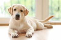 500 mythology inspired dog names