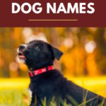 African inspired dog names