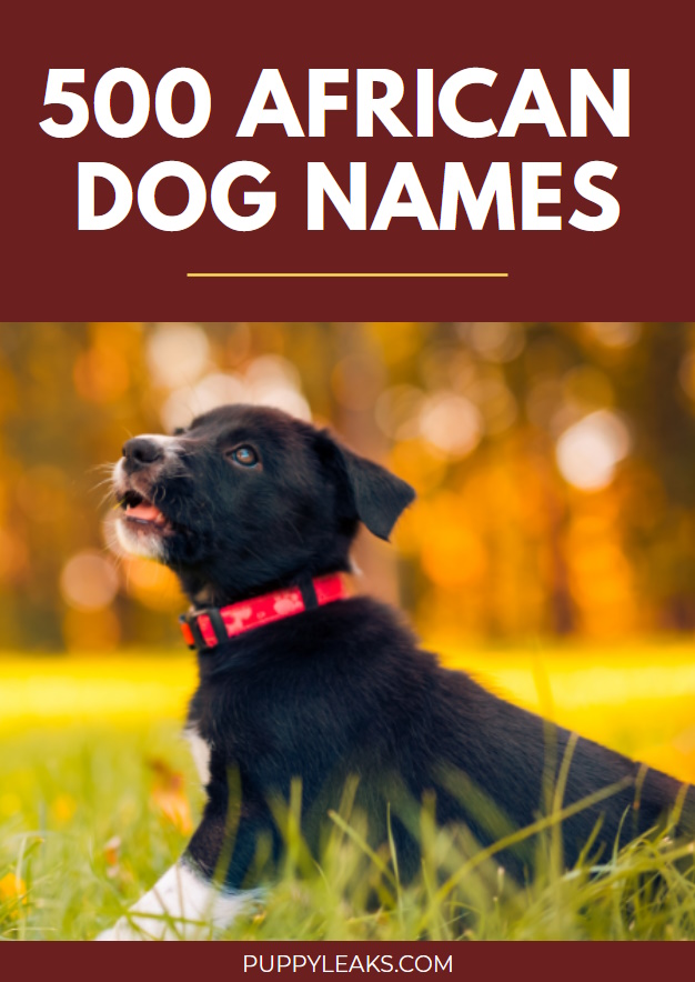 African inspired dog names