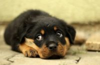 Why do dogs give the side eye?