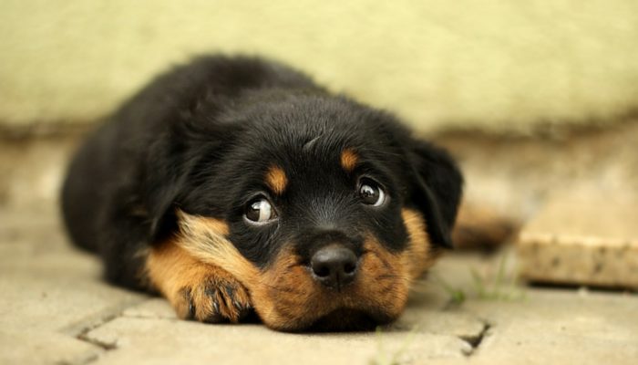 Why Do Dogs Give The Side Eye