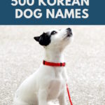500 Korean Dog Names