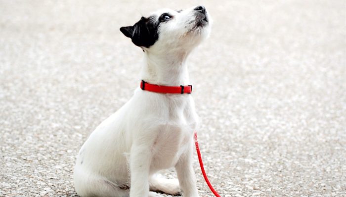 500 Korean Dog Names