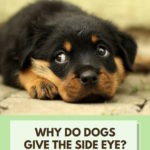 Why do dogs give the side eye?