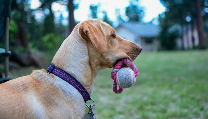 Stop Buying So Many Dog Toys & Focus on Engagement