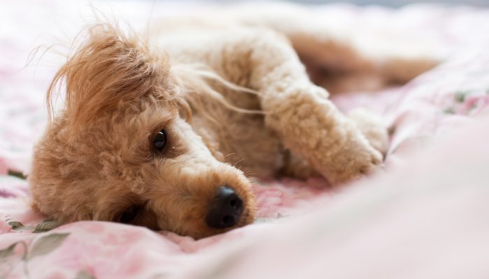 300 Italian Dog Names