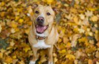 Nature Dog Name Ideas