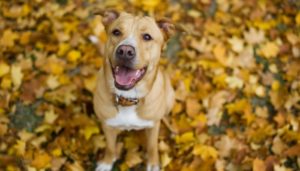 Nature Dog Name Ideas