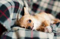 Holiday Inspired Dog Names