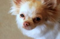 Why Do Dogs Follow You Into The Bathroom?