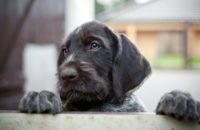 How to get rid of skunk smell in dog