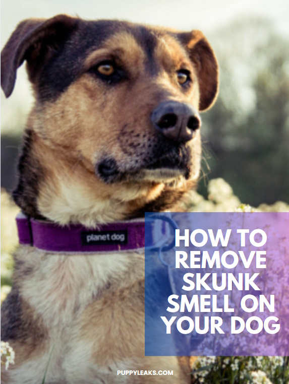 How To Remove Skunk Smell From Your Dog