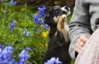 Why Do Dogs Lean on You?