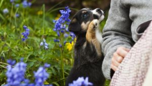 Why Do Dogs Lean on You?