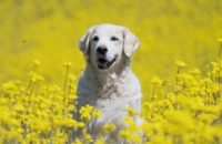 500 Polish Dog Names