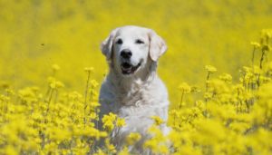 500 Polish Dog Names