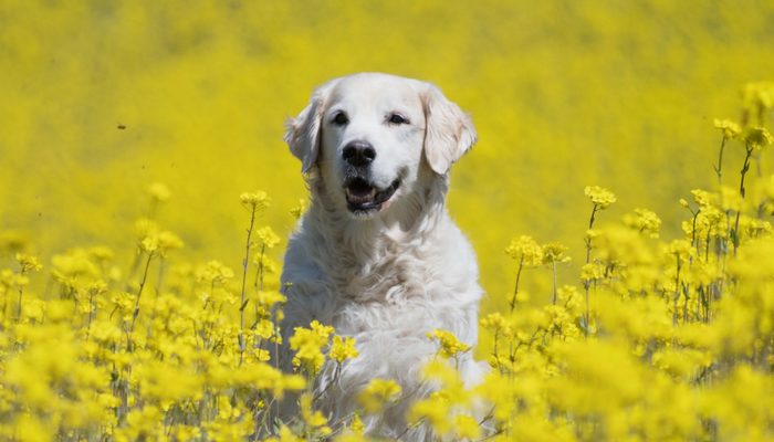 500 Polish Dog Names