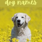 500 Polish Dog Names