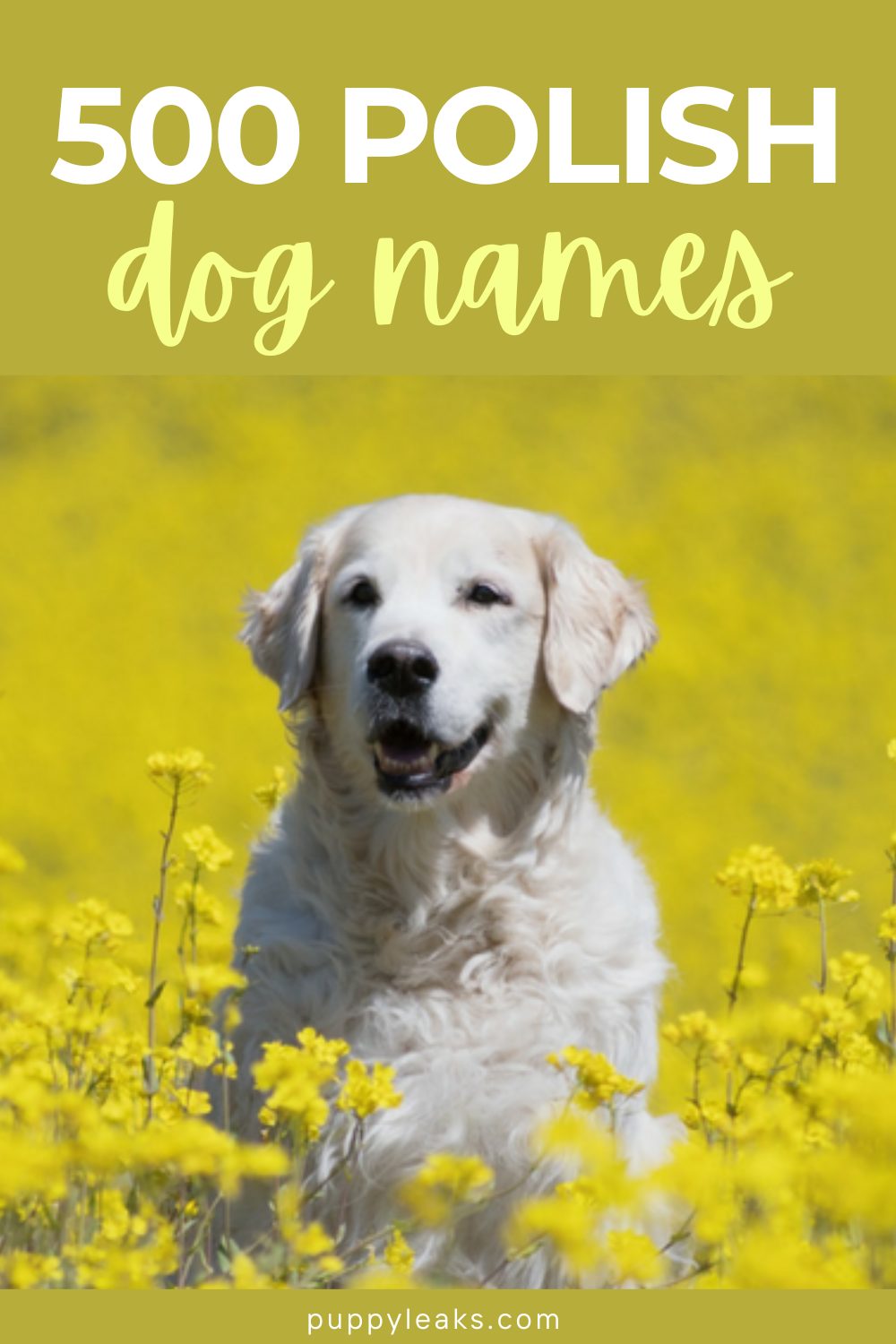 500 Polish Dog Names