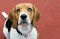 The benefits of foster to adopt